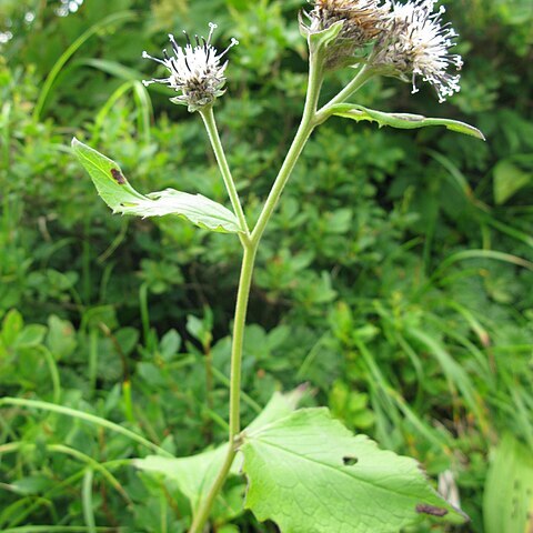 Saussurea franchetii unspecified picture