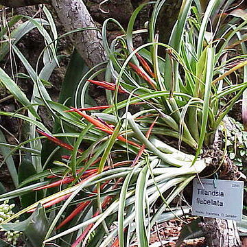 Tillandsia unspecified picture