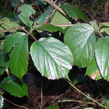 Rubus promachonicus unspecified picture