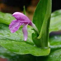 Roscoea australis unspecified picture