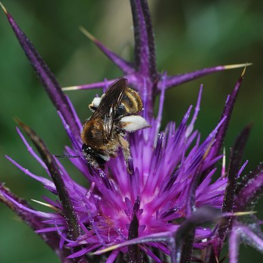 Carduus argentatus unspecified picture