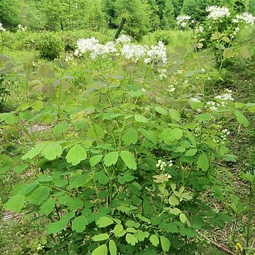 Thalictrum baicalense unspecified picture