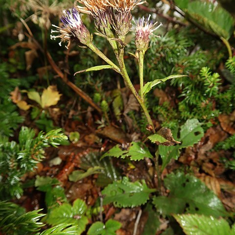 Saussurea fuboensis unspecified picture