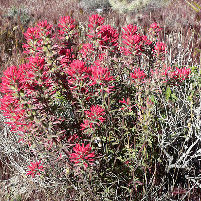 Castilleja angustifolia unspecified picture