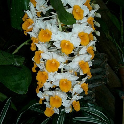 Dendrobium thyrsiflorum unspecified picture