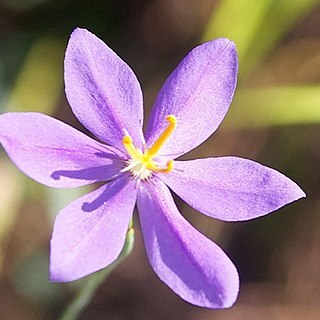 Nemastylis floridana unspecified picture