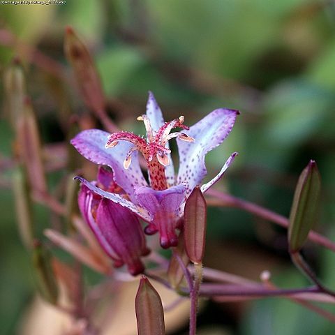 Tricyrtis imeldae unspecified picture