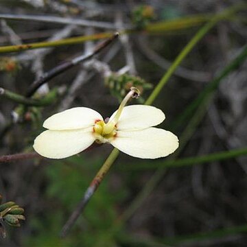 Stylidium rupestre unspecified picture