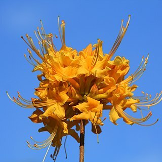 Rhododendron austrinum unspecified picture