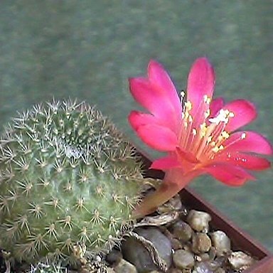 Rebutia unspecified picture