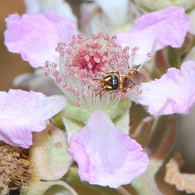 Rubus sanctus unspecified picture