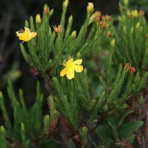 Hypericum costaricense unspecified picture