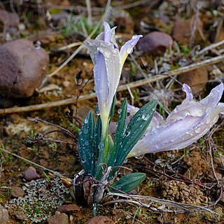 Babiana pauciflora unspecified picture