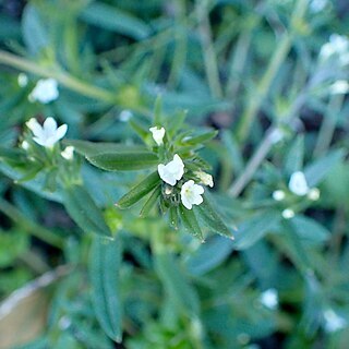 Buglossoides tenuiflora unspecified picture