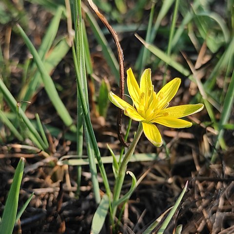 Gagea pauciflora unspecified picture