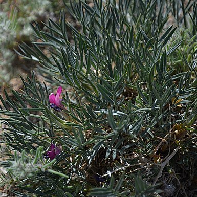 Oxytropis aciphylla unspecified picture