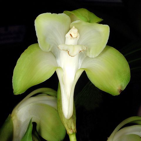 Sudamerlycaste lata unspecified picture