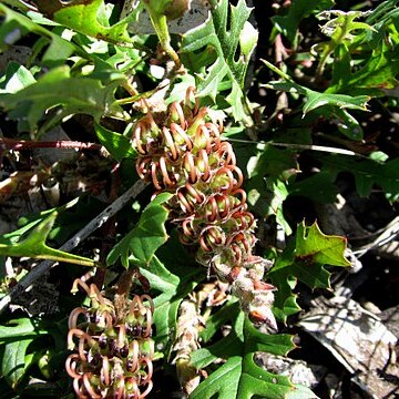 Grevillea obtecta unspecified picture