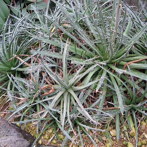 Agave parviflora unspecified picture