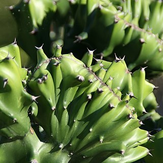 Euphorbia cristata unspecified picture