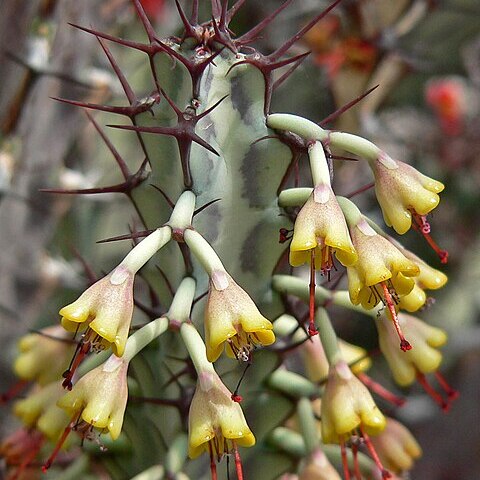 Euphorbia greenwayi unspecified picture