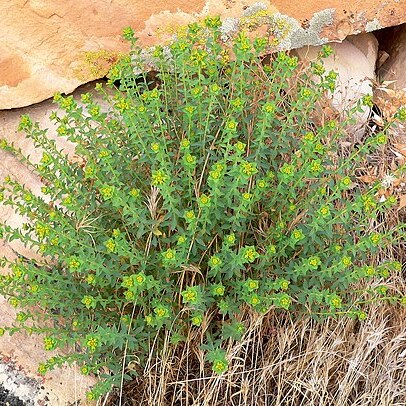 Euphorbia schizoloba unspecified picture