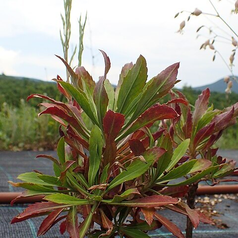 Erysimum naxense unspecified picture