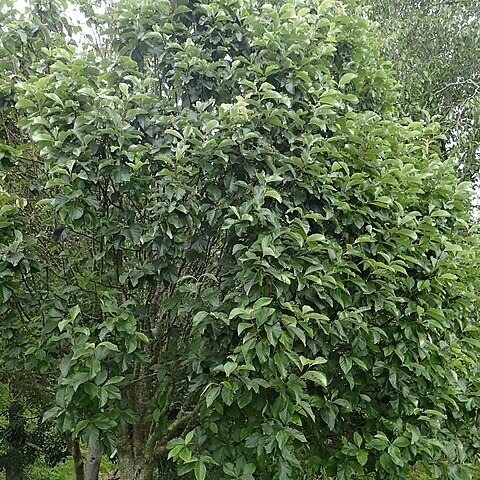 Sorbus coronata unspecified picture