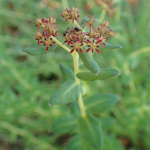 Rhodiola bupleuroides unspecified picture