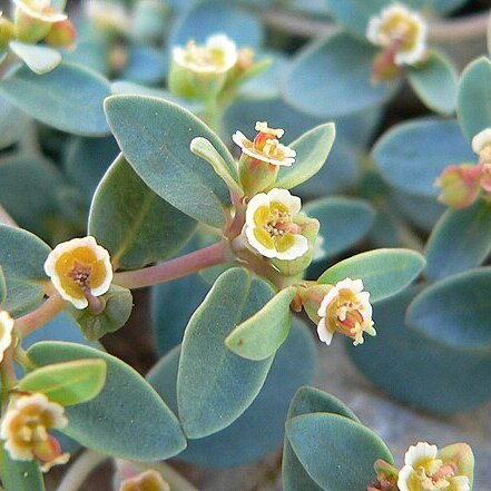 Euphorbia fendleri unspecified picture