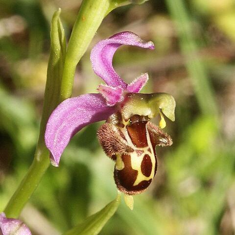 Ophrys albertiana unspecified picture