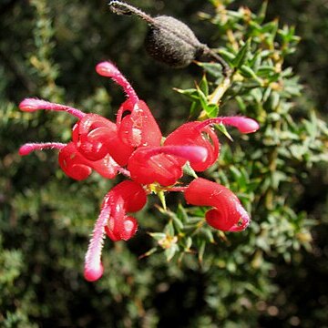 Grevillea asteriscosa unspecified picture