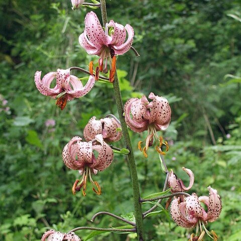 Lilium martagon var. martagon unspecified picture