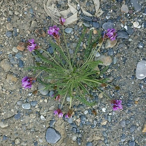 Oxytropis microphylla unspecified picture