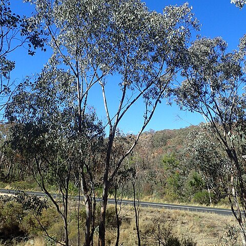 Eucalyptus dealbata unspecified picture