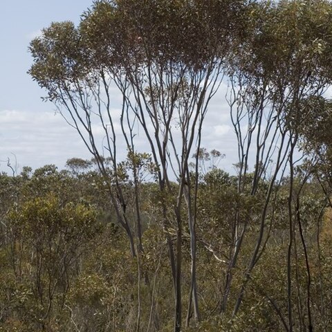 Eucalyptus captiosa unspecified picture