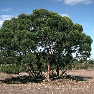 Eucalyptus talyuberlup unspecified picture