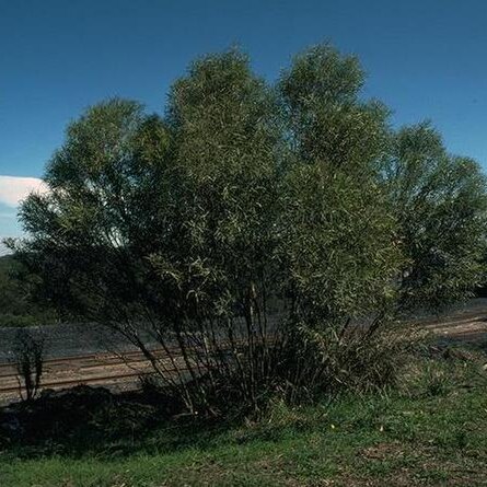 Eucalyptus apiculata unspecified picture