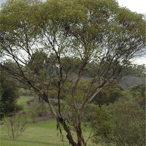 Eucalyptus calcareana unspecified picture