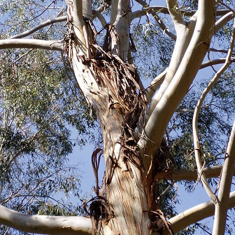 Eucalyptus benthamii unspecified picture