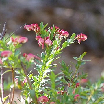 Grevillea baueri unspecified picture