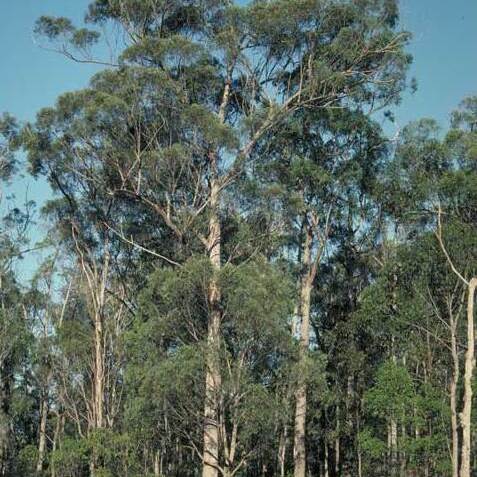 Eucalyptus carnea unspecified picture