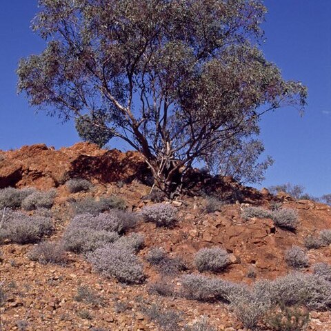 Eucalyptus carnei unspecified picture