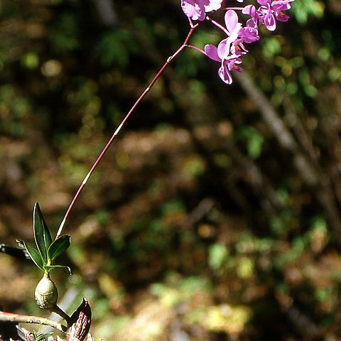 Artorima erubescens unspecified picture