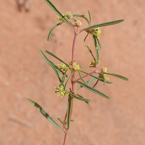 Euphorbia parryi unspecified picture