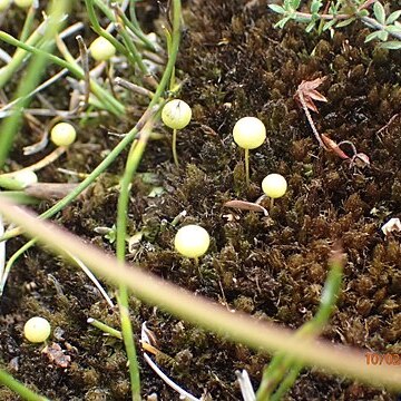 Sphagnum leucobryoides unspecified picture