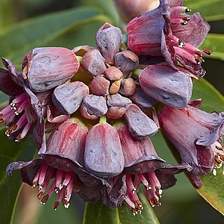 Rhododendron pruniflorum unspecified picture