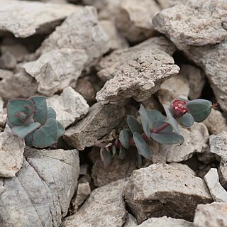 Euphorbia fontqueriana unspecified picture