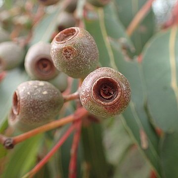 Eucalyptus staeri unspecified picture