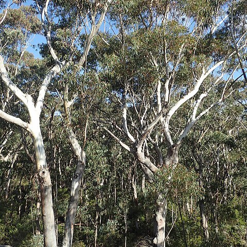 Eucalyptus pyrocarpa unspecified picture